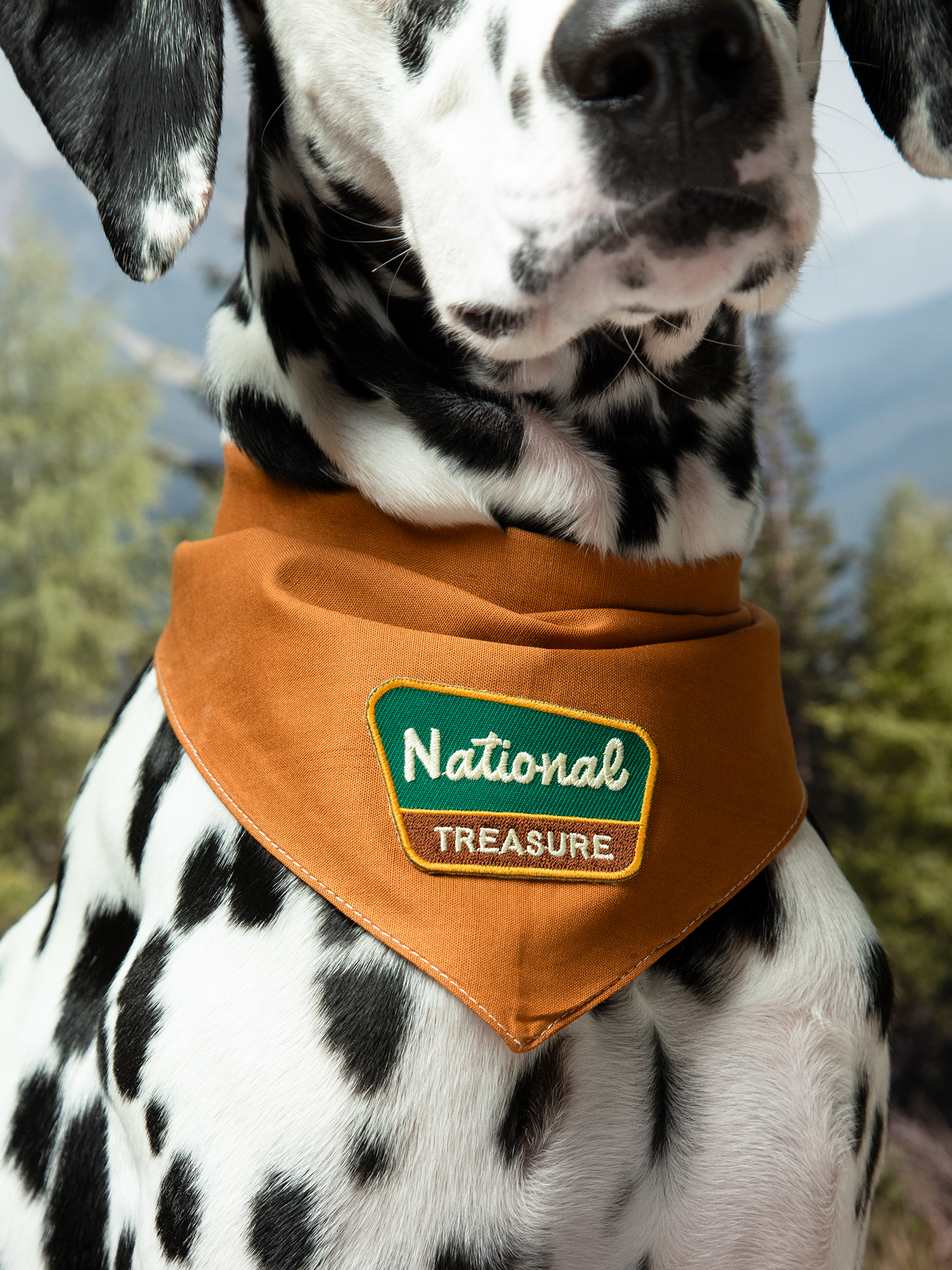 Scout's Honour | National Treasure | Iron-on patch for pets