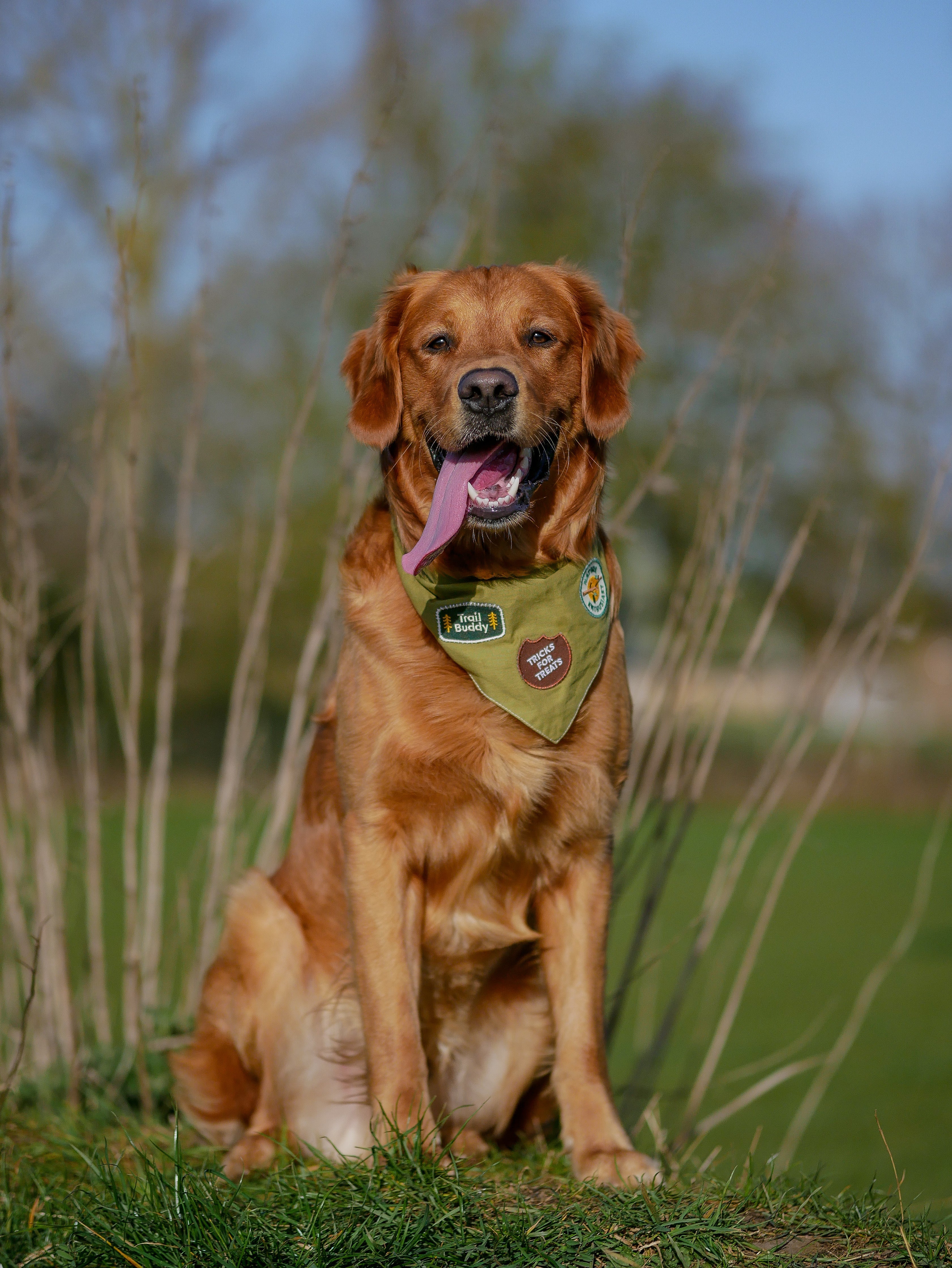 Meet Otis - Our Scout of The Month