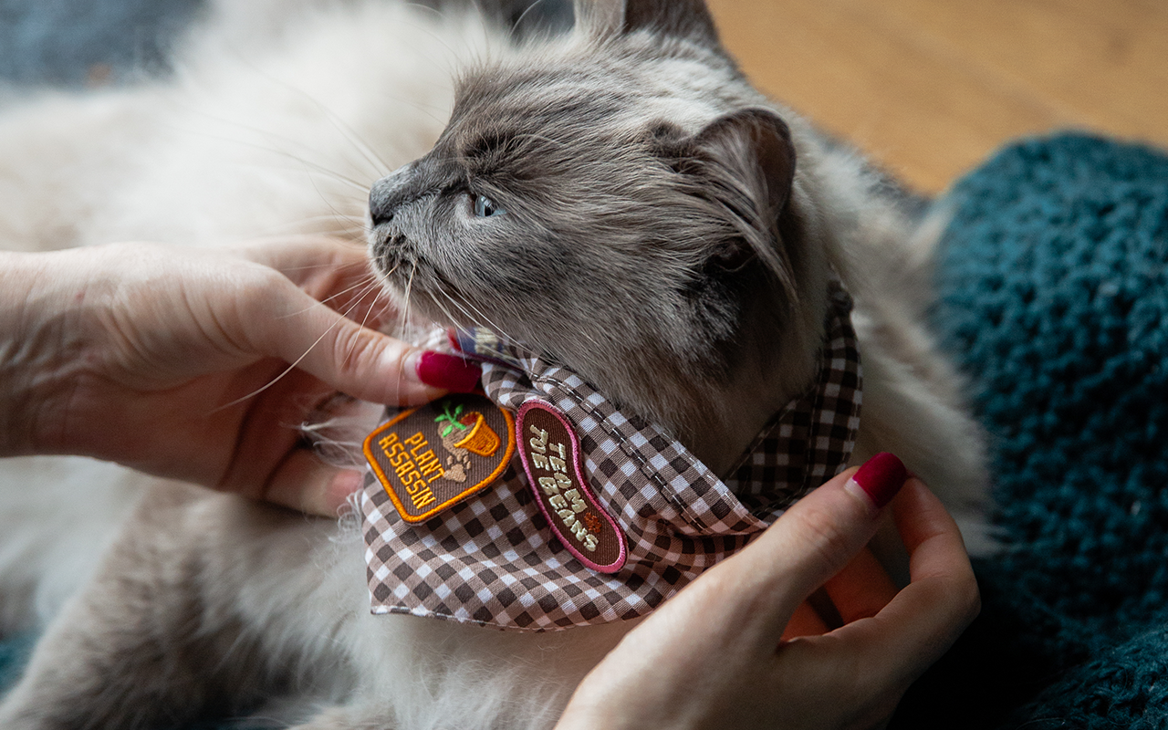 Merit Badges—Now for Cats!