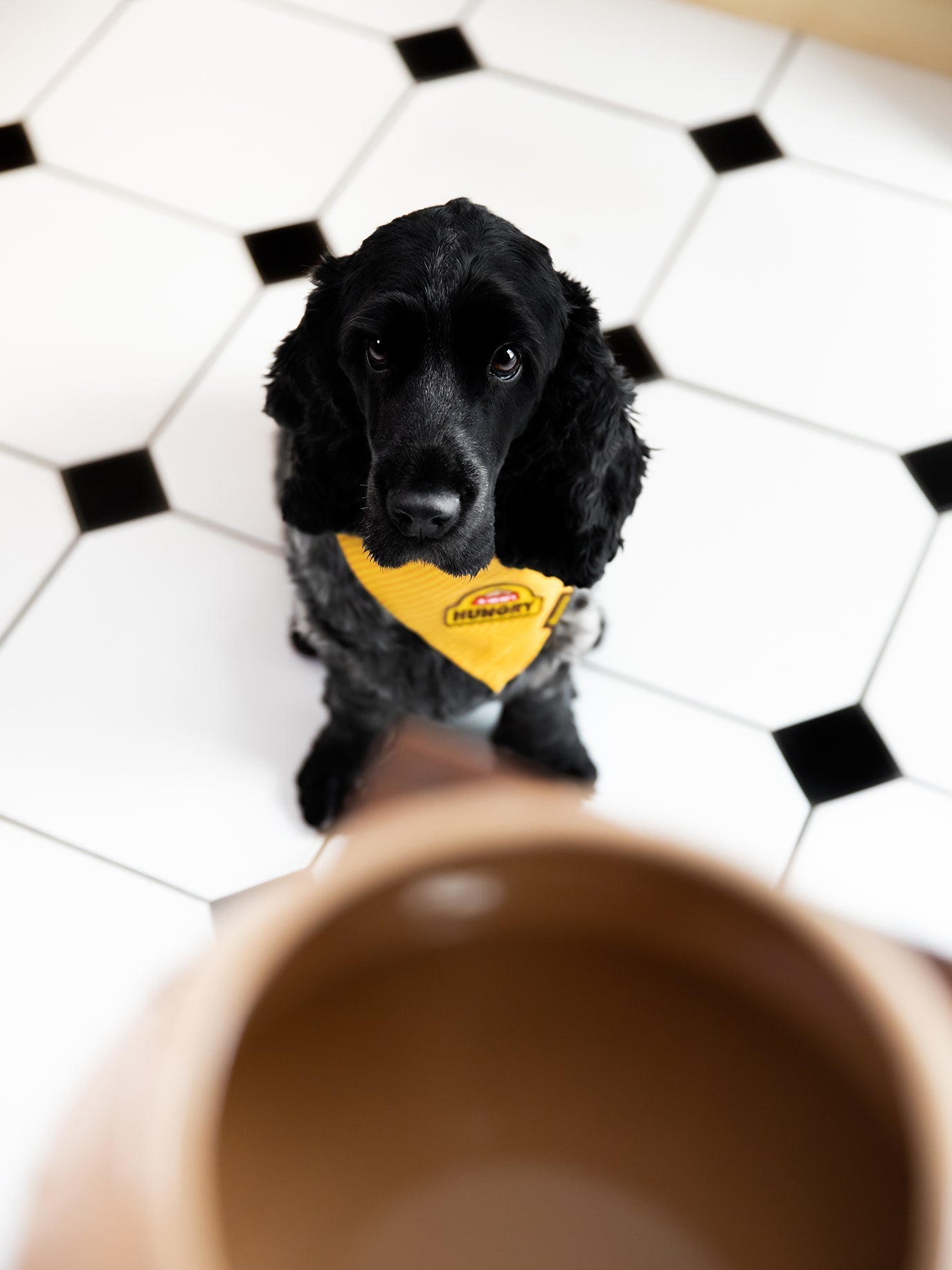 Choosing the Right Merit Badge for Your Dog's Personality