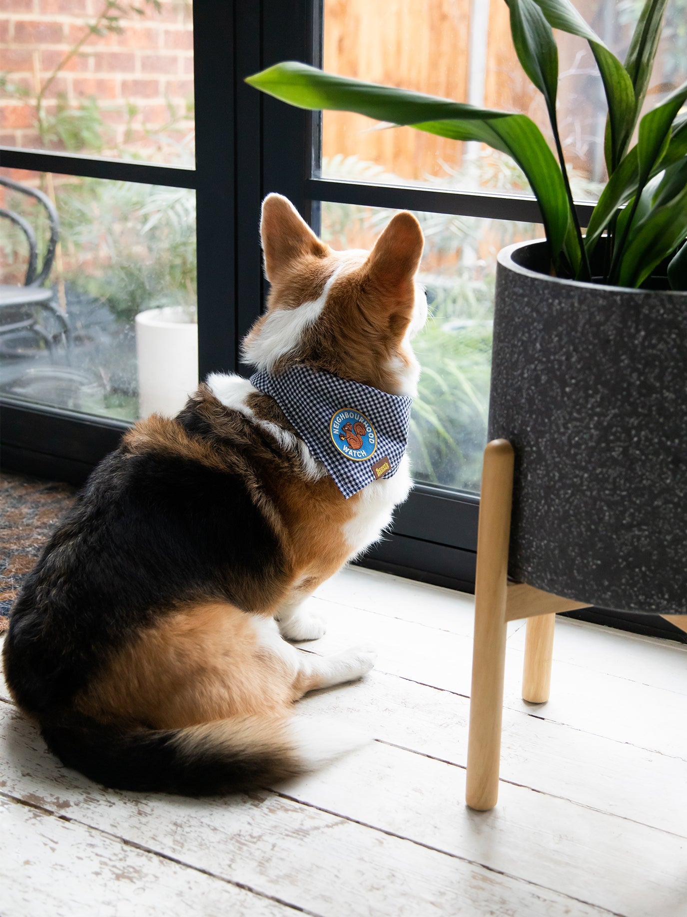 Choosing the Right Merit Badge for Your Dog's Personality