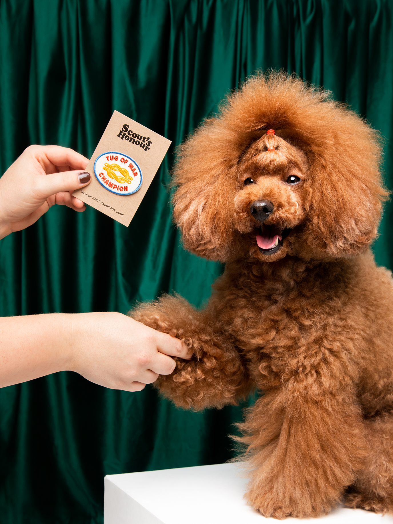 The Ultimate Gift Guide for Dog People