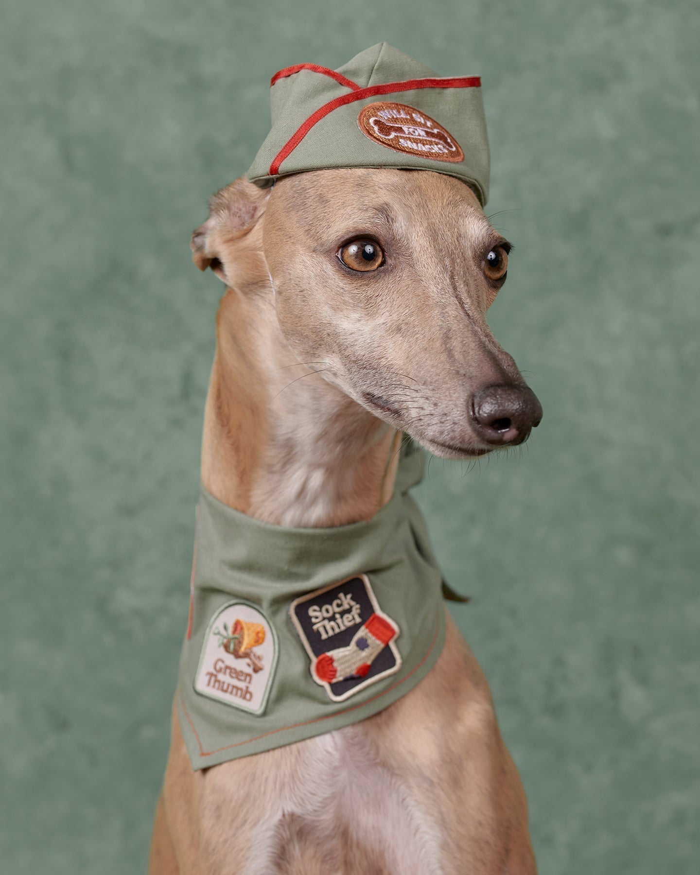 Is your dog a natural born scout?