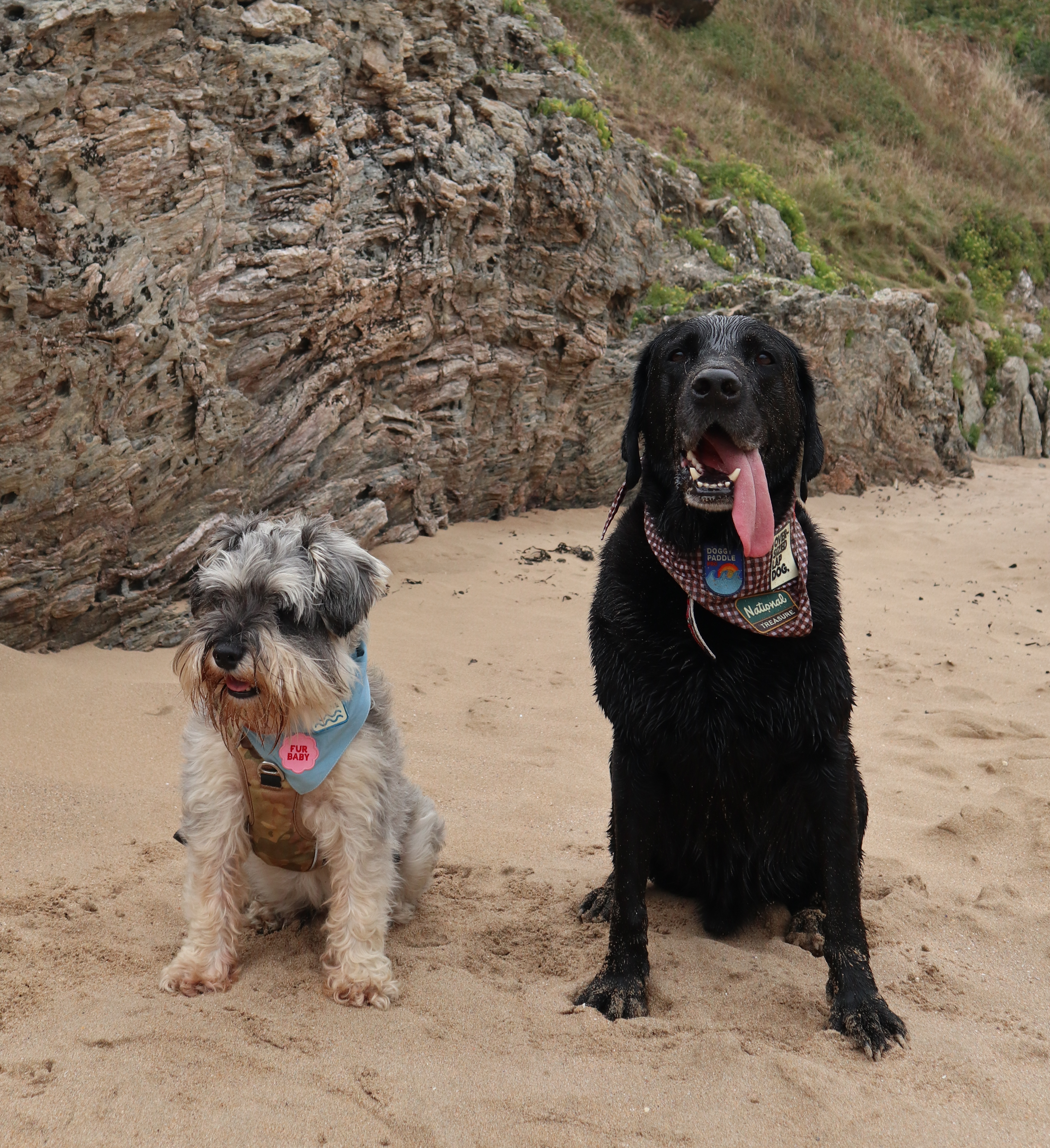 Meet Ziggy & Yoshi - Our Scouts of The Month