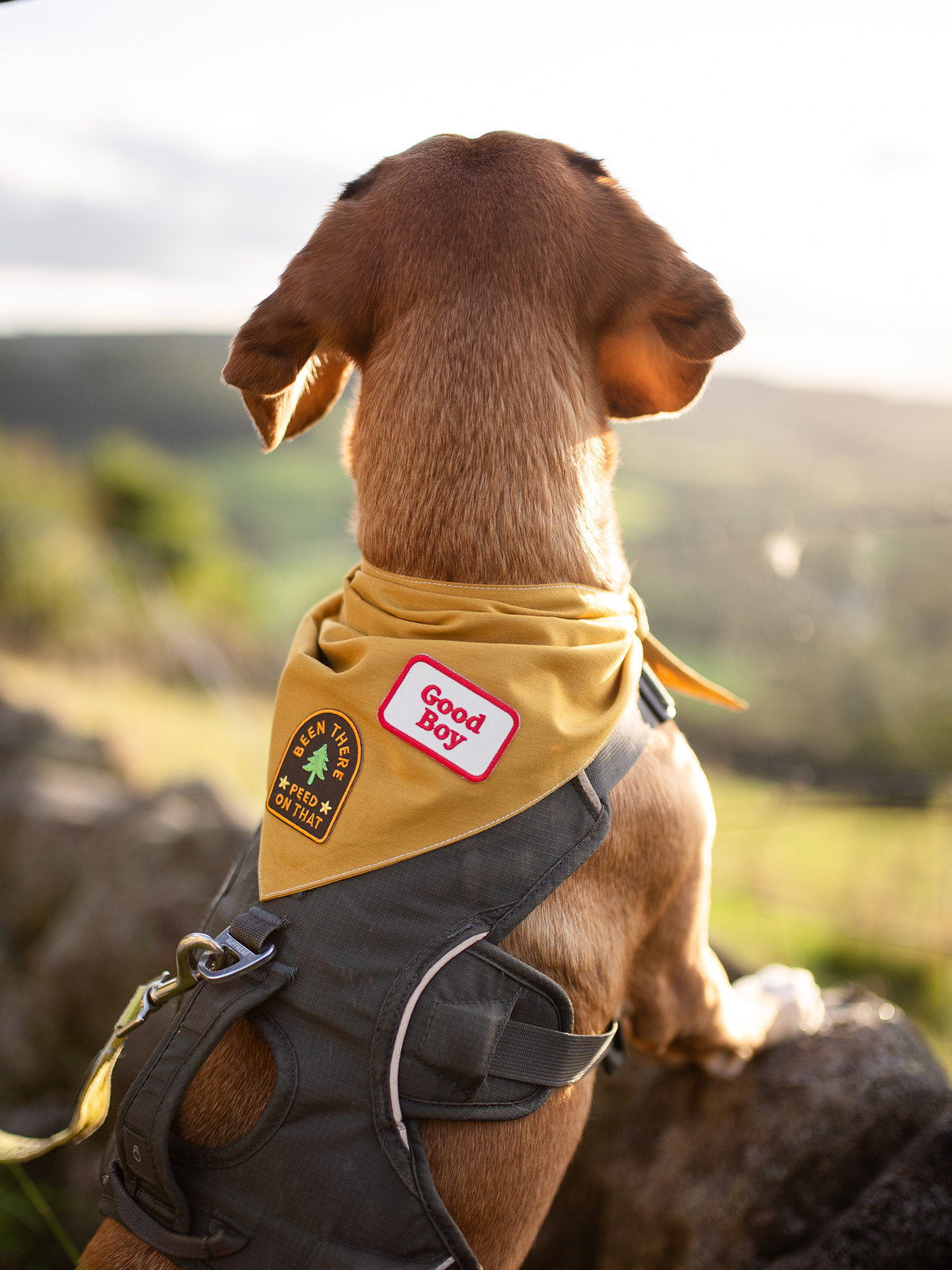 Been There Peed on That iron on patch for dogs