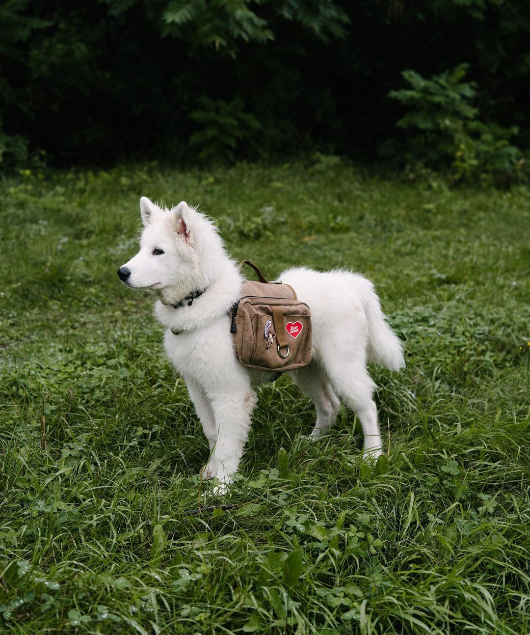 Trail Buddy iron-on patch for dogs